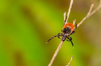 The Threat of Changing into Allergic to Meat After a Tick Chew Might Be Increased Than Thought