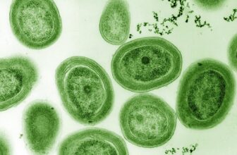 Historic Micro organism Had been Respiratory Lengthy Earlier than Oxygen Turned Considerable