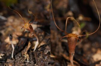 Researchers Uncover New Species of Enigmatic ‘Fairy Lantern’ Crops