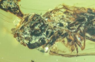 Unreal Amber Fossils Present ‘Final of Us’ Zombie Fungus Terrorizing Bugs Throughout the Cretaceous