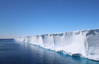 Scientists Went In search of Shackleton’s Endurance. They discovered a Hidden Fish Metropolis in Good Formation As an alternative
