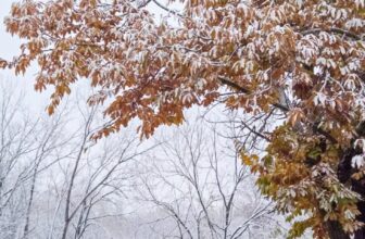 The Little Issues E-newsletter #496 – Life, laughter, and many nice meals!